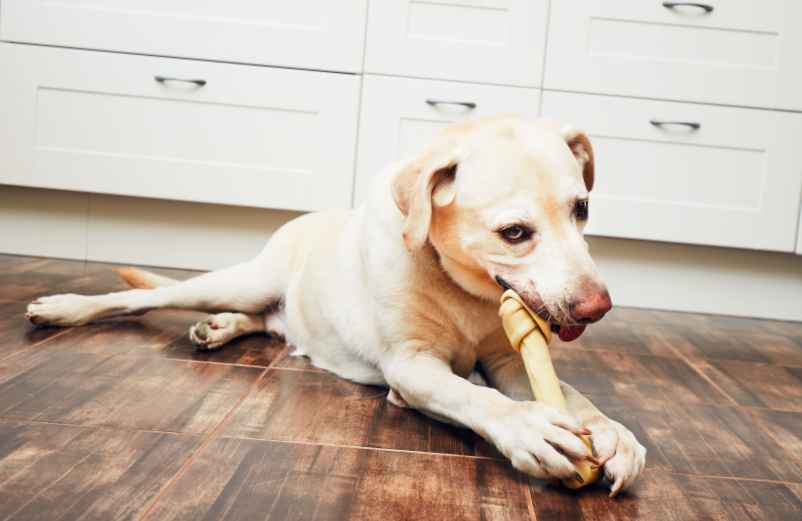 Un chien qui mange de l’herbe : est-ce dangereux pour sa santé ?