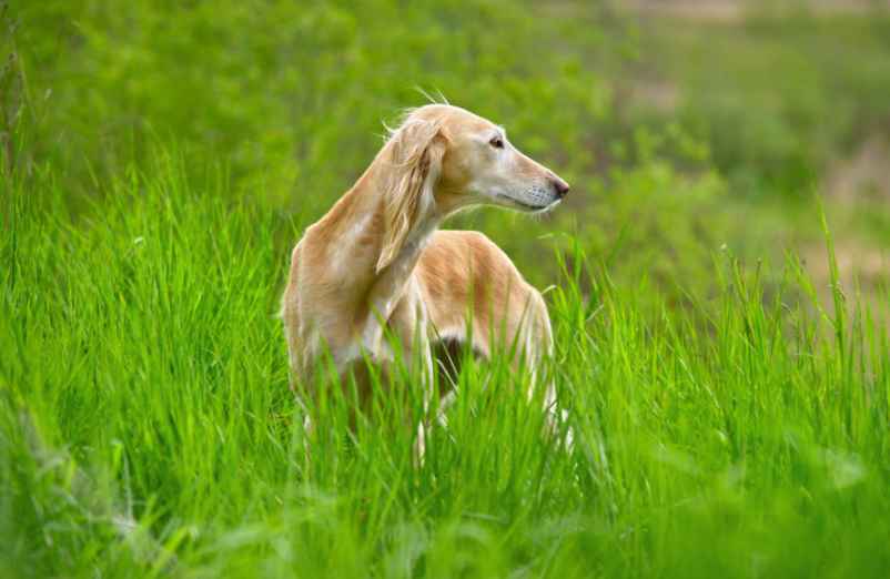 Votre chien mange de l’herbe à cause du goût des herbes